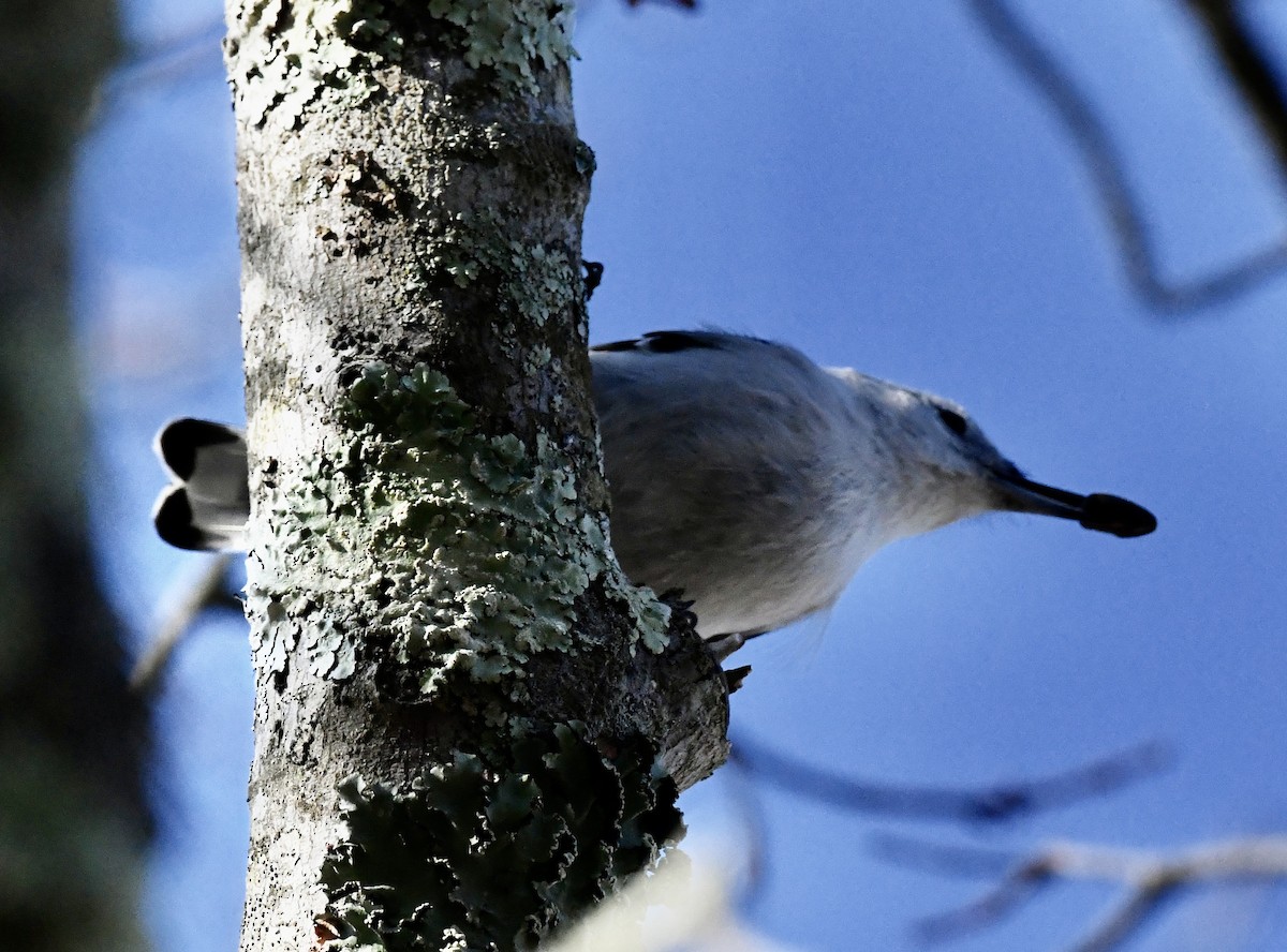Каролинский поползень (carolinensis) - ML647678034
