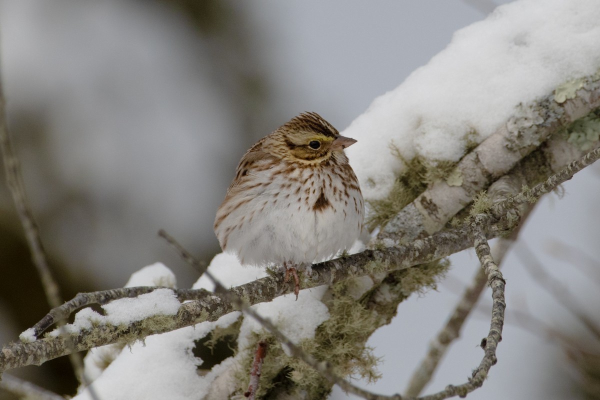 Саванная овсянка - ML647678041
