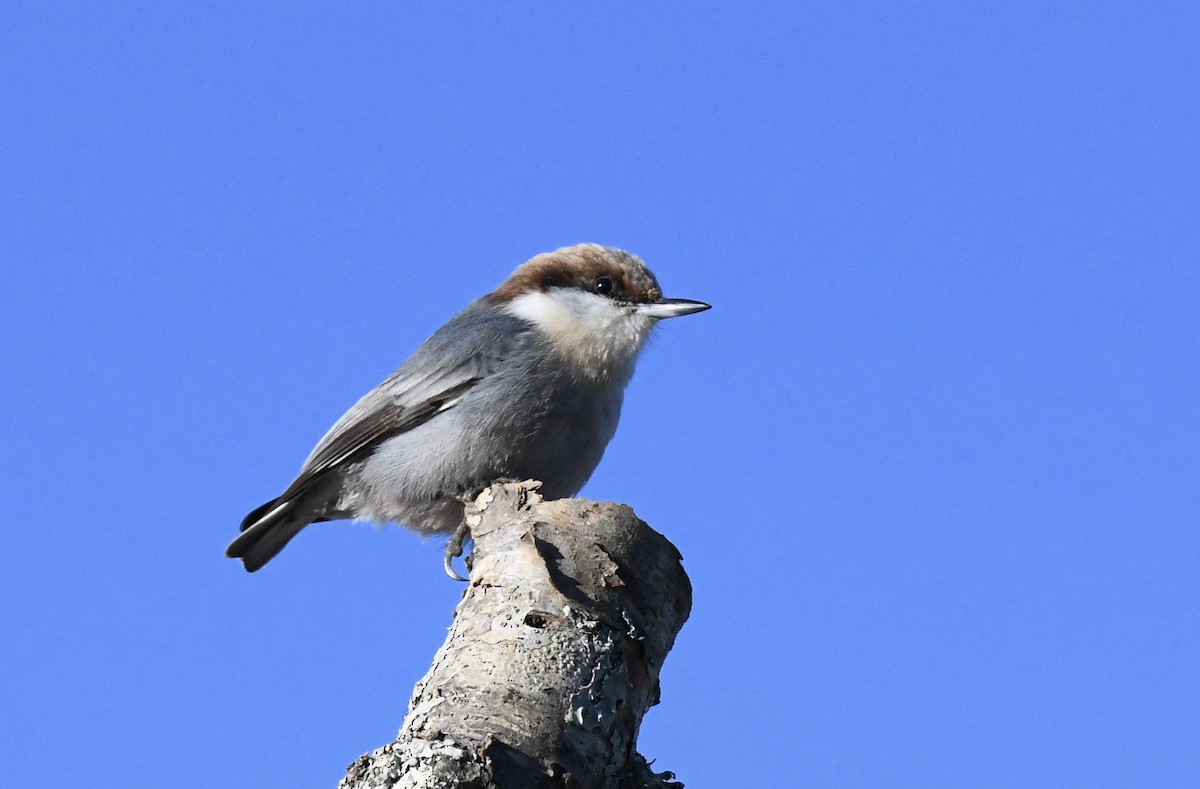 Sittelle à tête brune - ML647678044