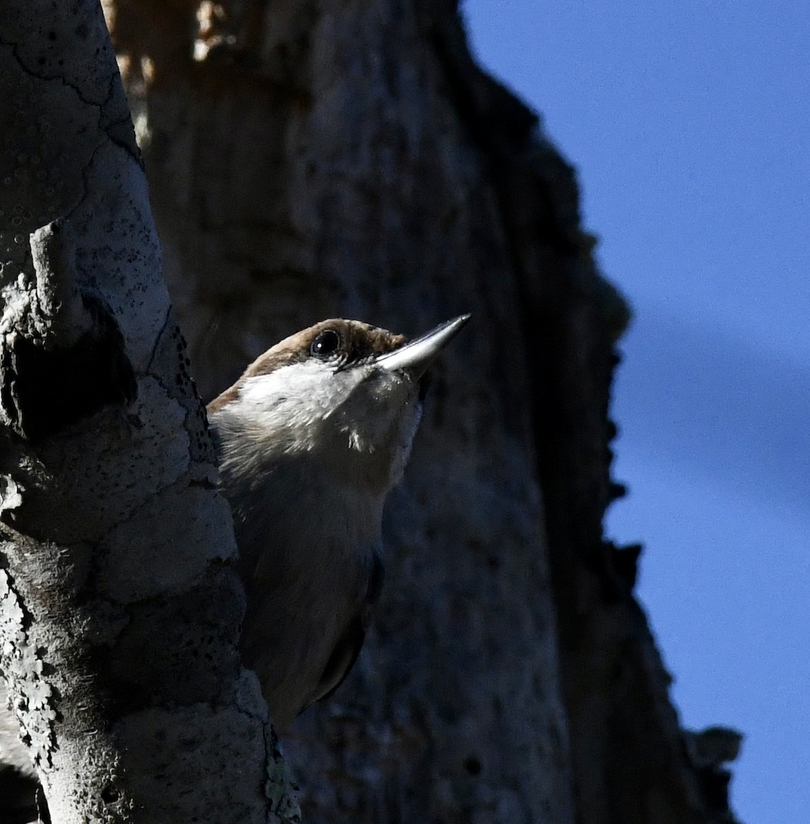 Sittelle à tête brune - ML647678045
