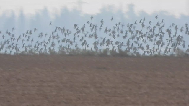 Рябок білочеревий - ML647678047