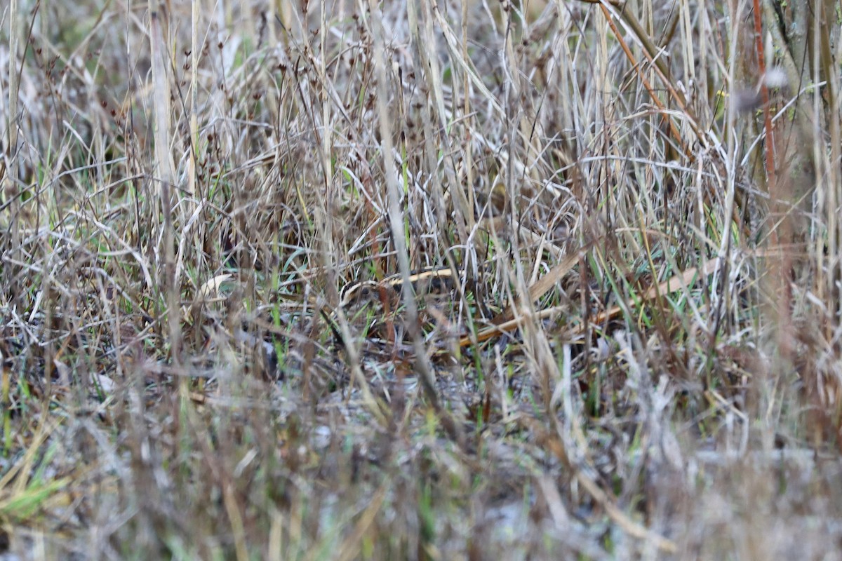 小鷸 - ML647678057