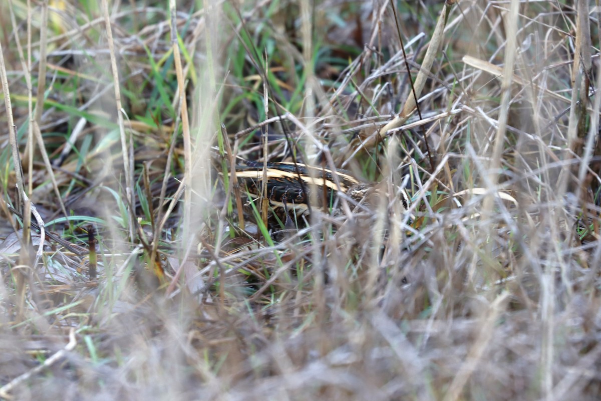 小鷸 - ML647678058