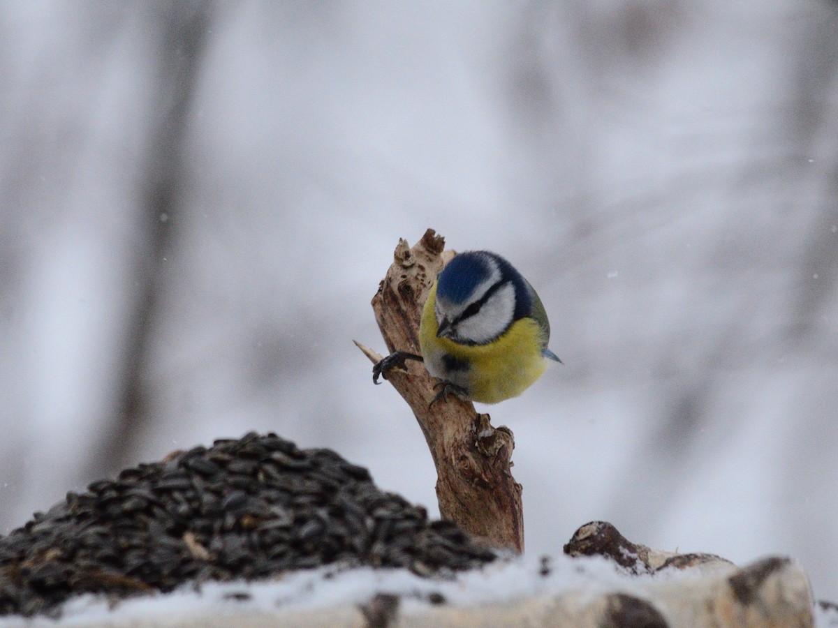 Herrerillo Común - ML647678067