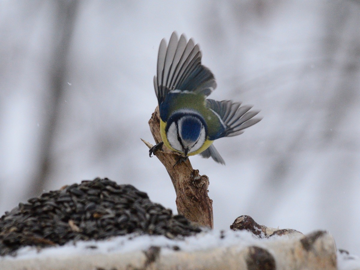 Herrerillo Común - ML647678068