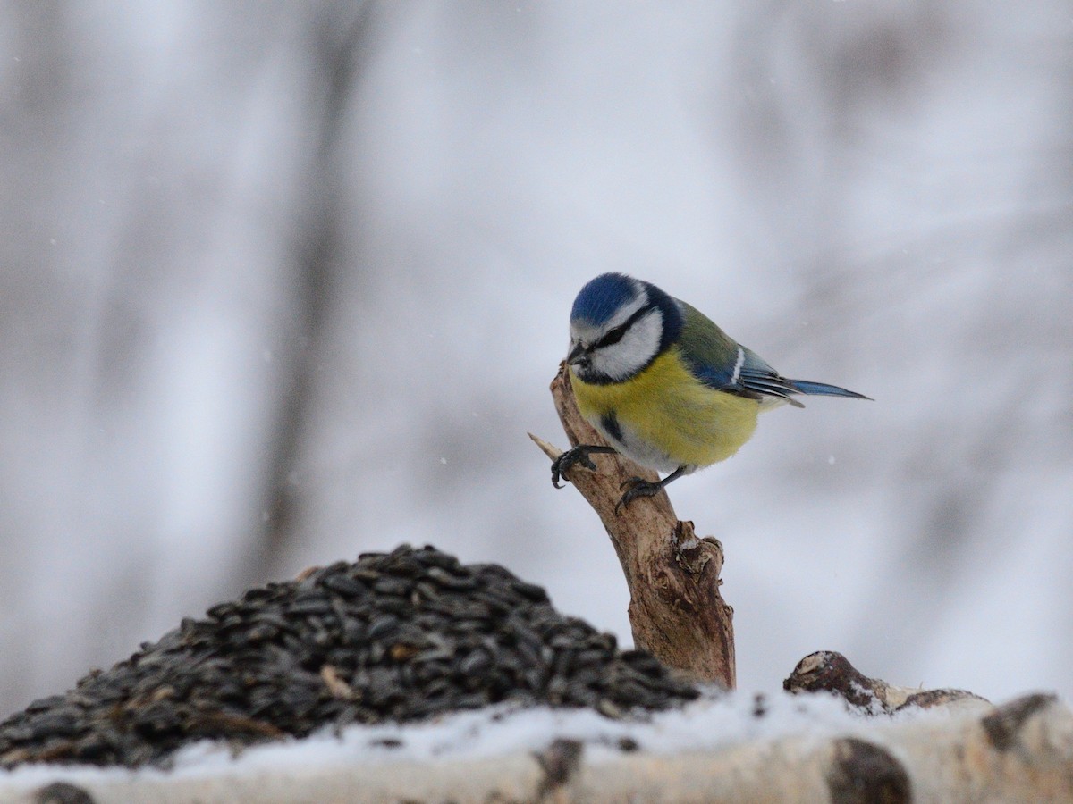 Herrerillo Común - ML647678069
