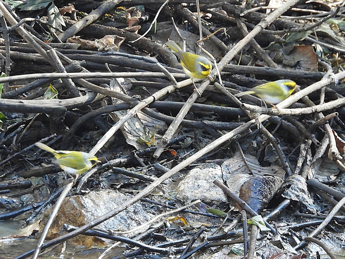 Mosquitero Carinegro - ML647678075