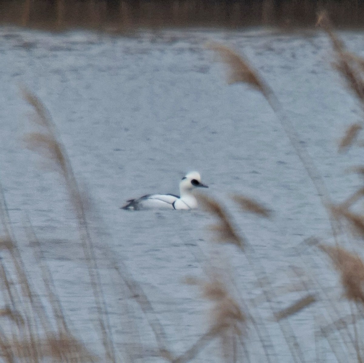 Serreta Chica - ML647678078