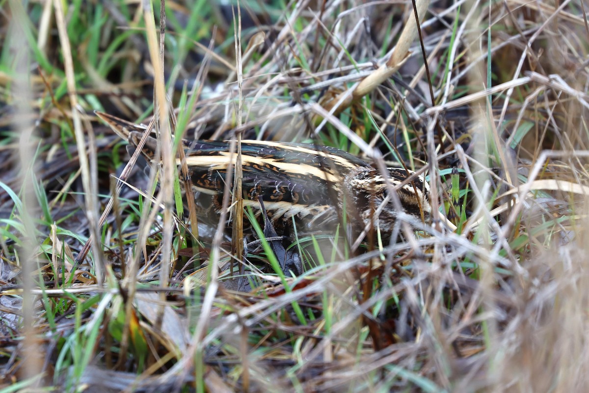 Agachadiza Chica - ML647678079