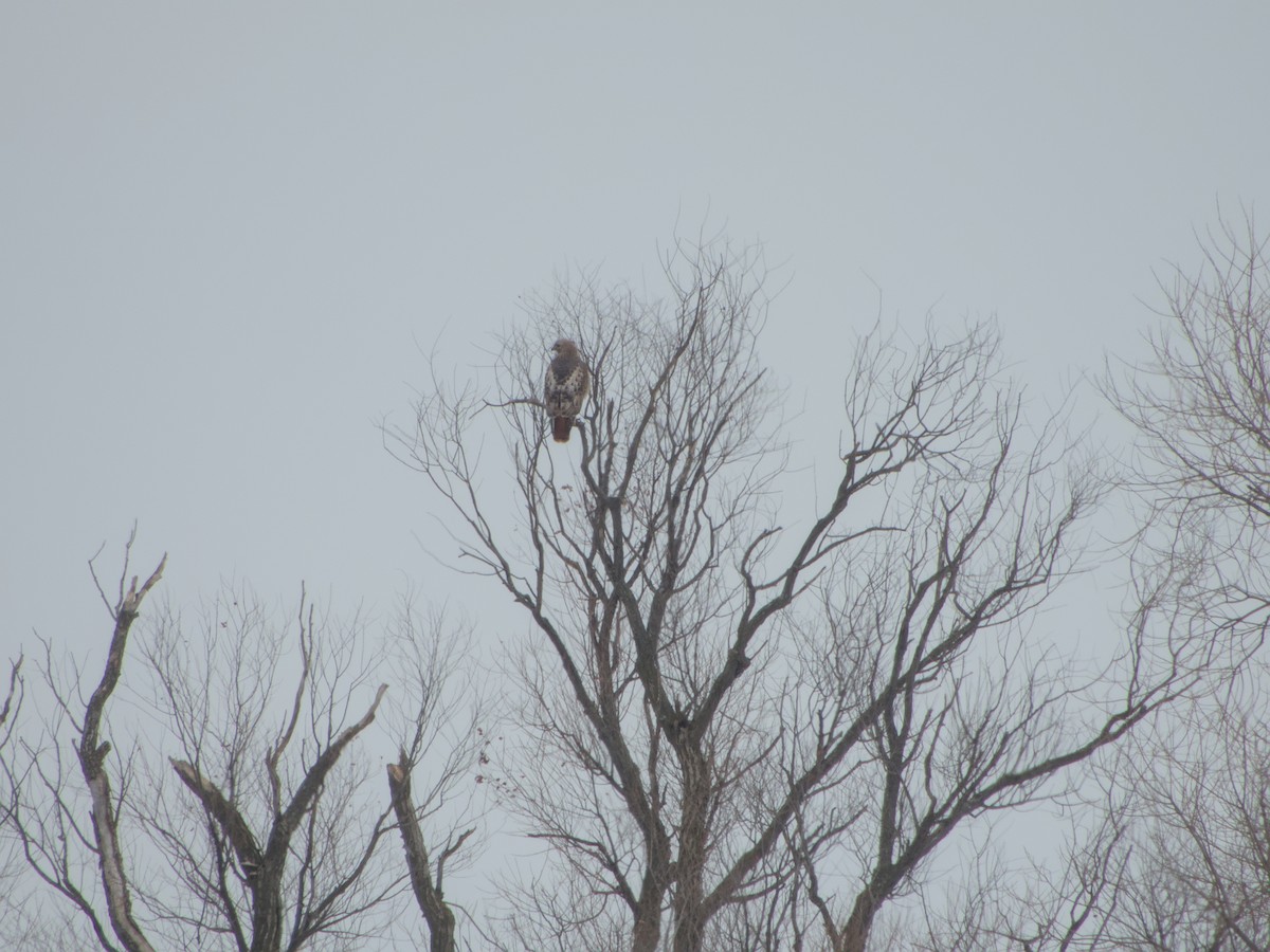 Busardo Colirrojo (borealis) - ML647678080