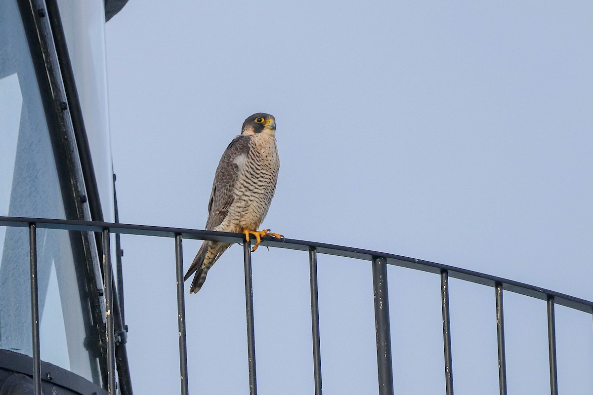 Halcón Peregrino (Mediterráneo) - ML647678081
