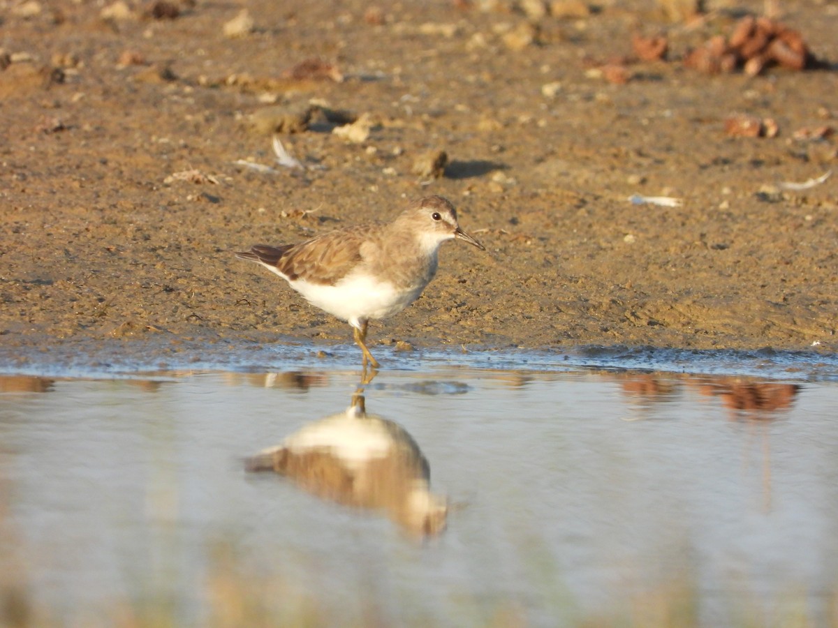 Correlimos de Temminck - ML647678102