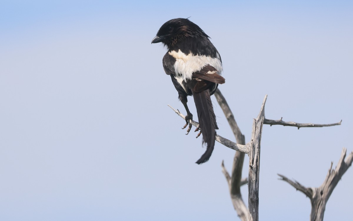 Alcaudón Pío - ML647678103