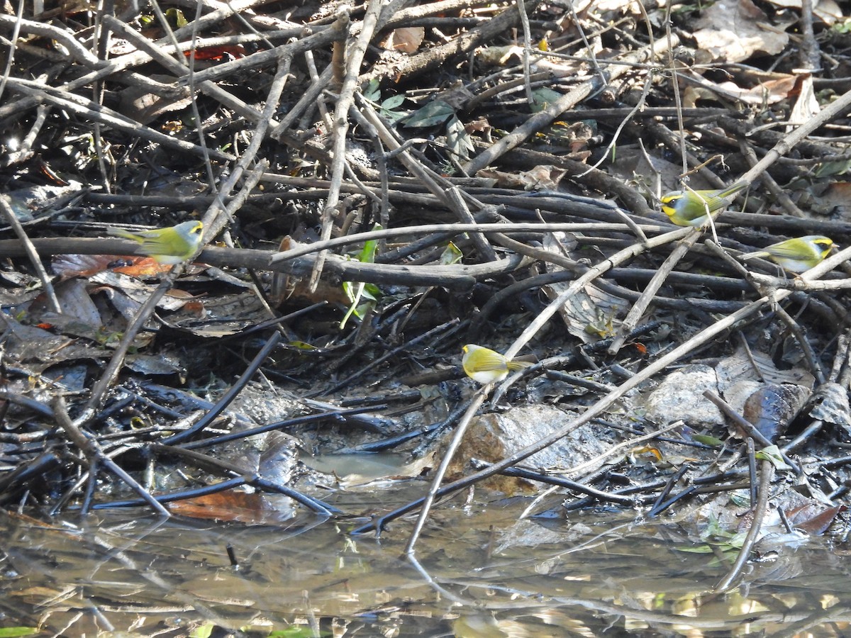 Mosquitero Carinegro - ML647678104