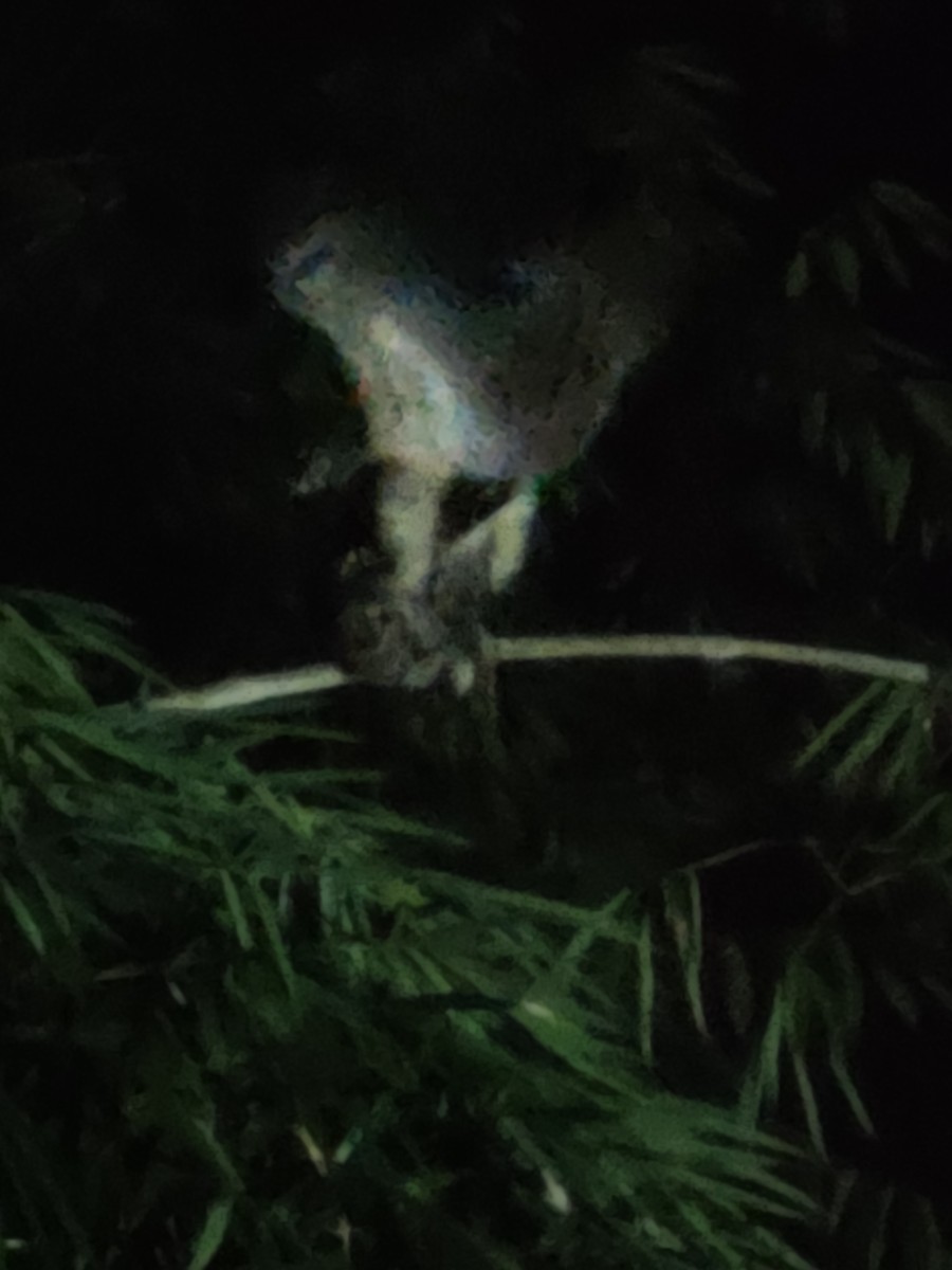 Búho Pescador de Sri Lanka (grupo Zeylonensis) - ML647678107