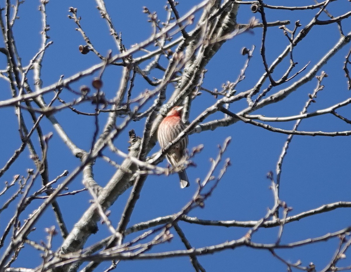 Camachuelo Mexicano - ML647678133