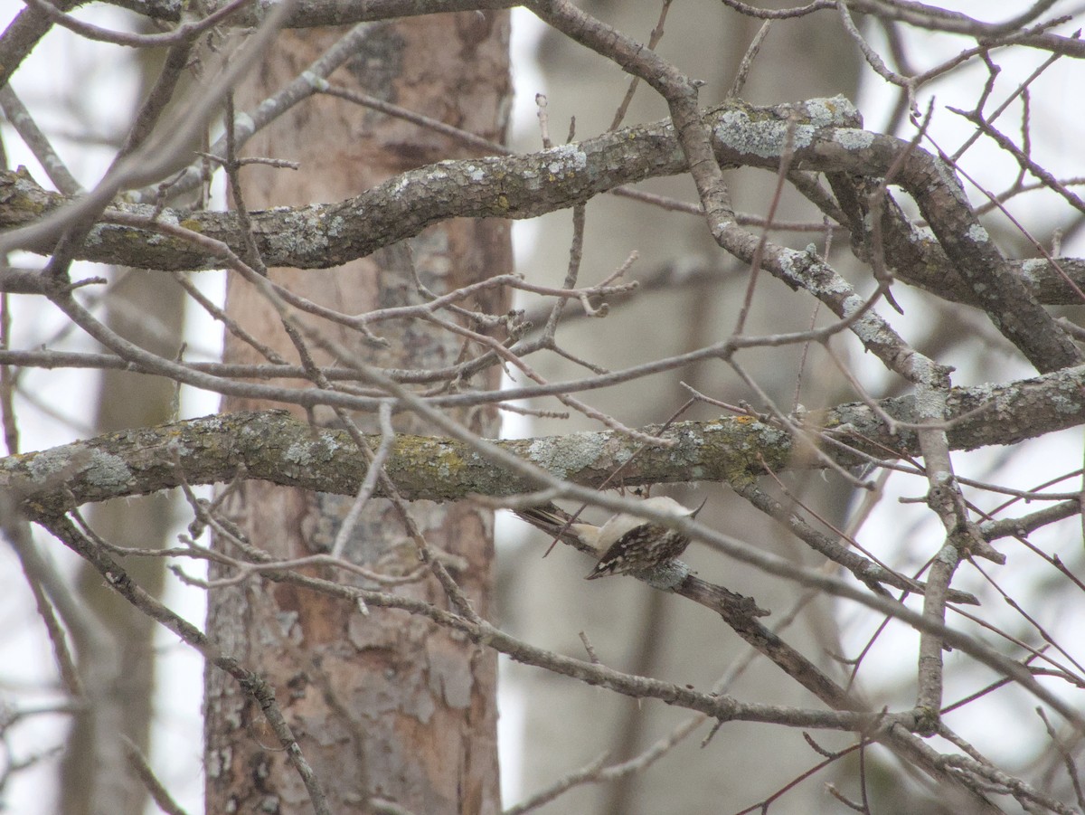 Agateador Americano - ML647678134