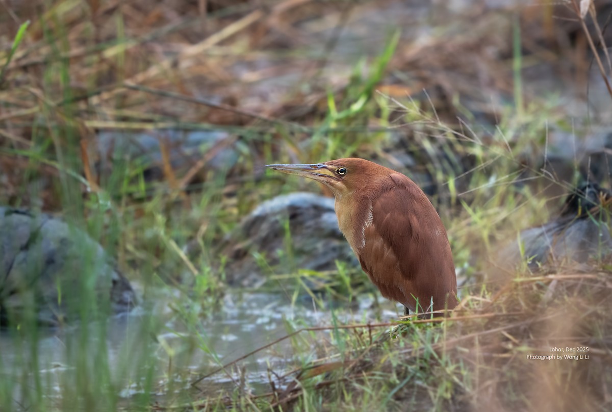 Avetorillo Canelo - ML647678135