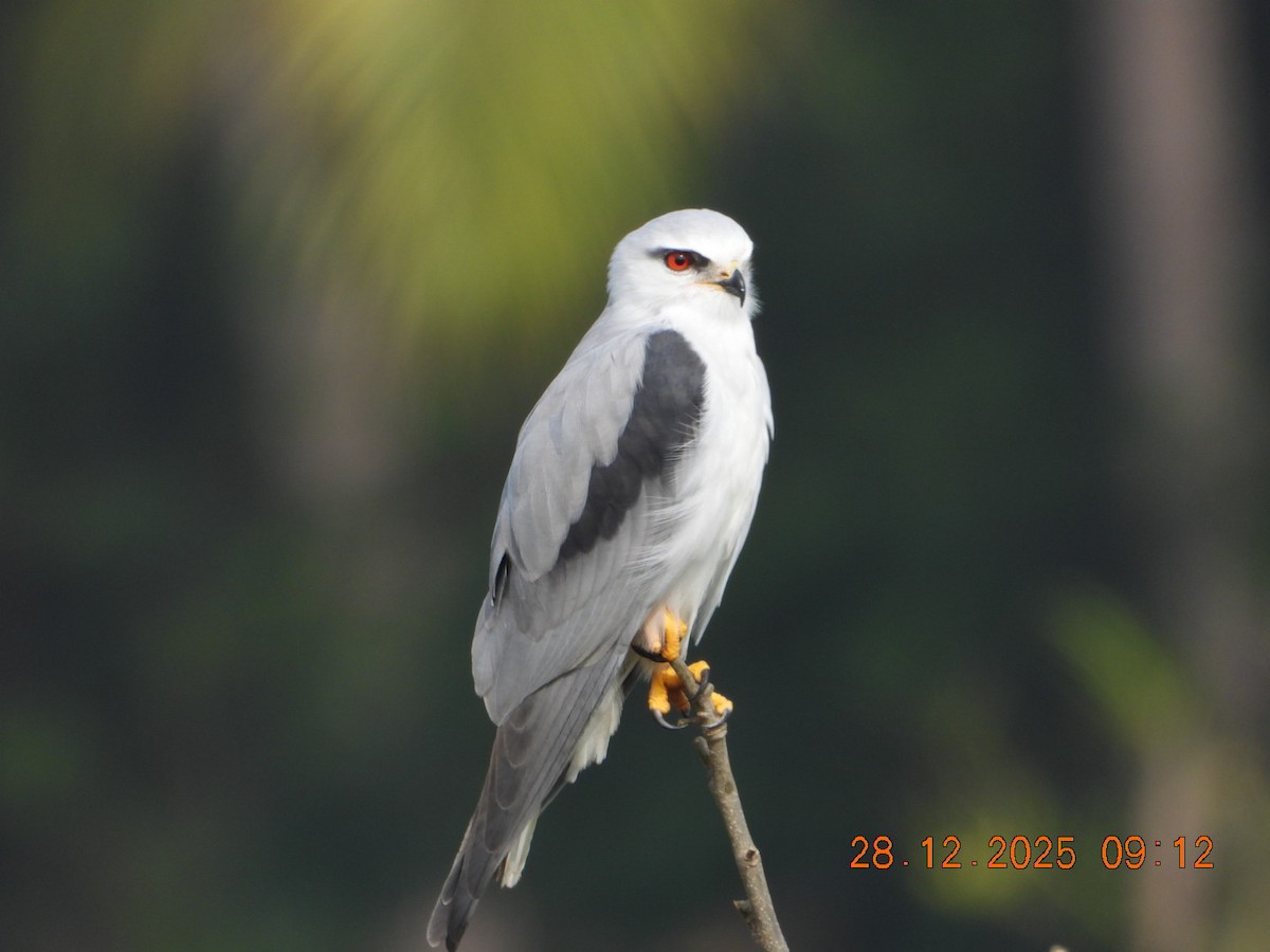 Elanio Común - ML647678136