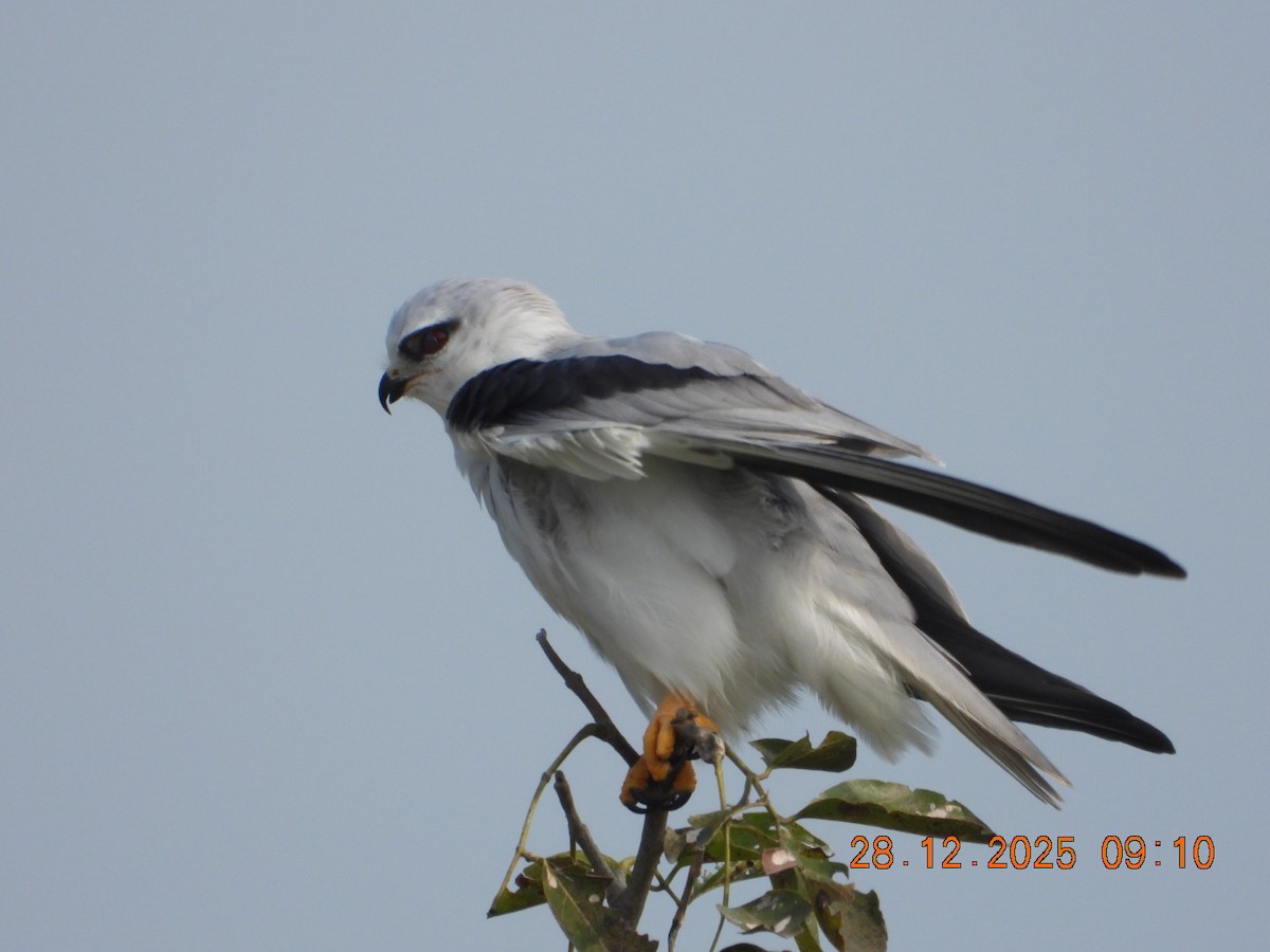 Elanio Común - ML647678137