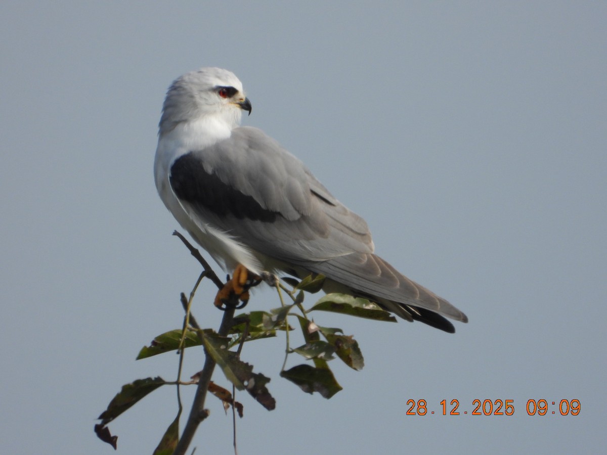 Elanio Común - ML647678138