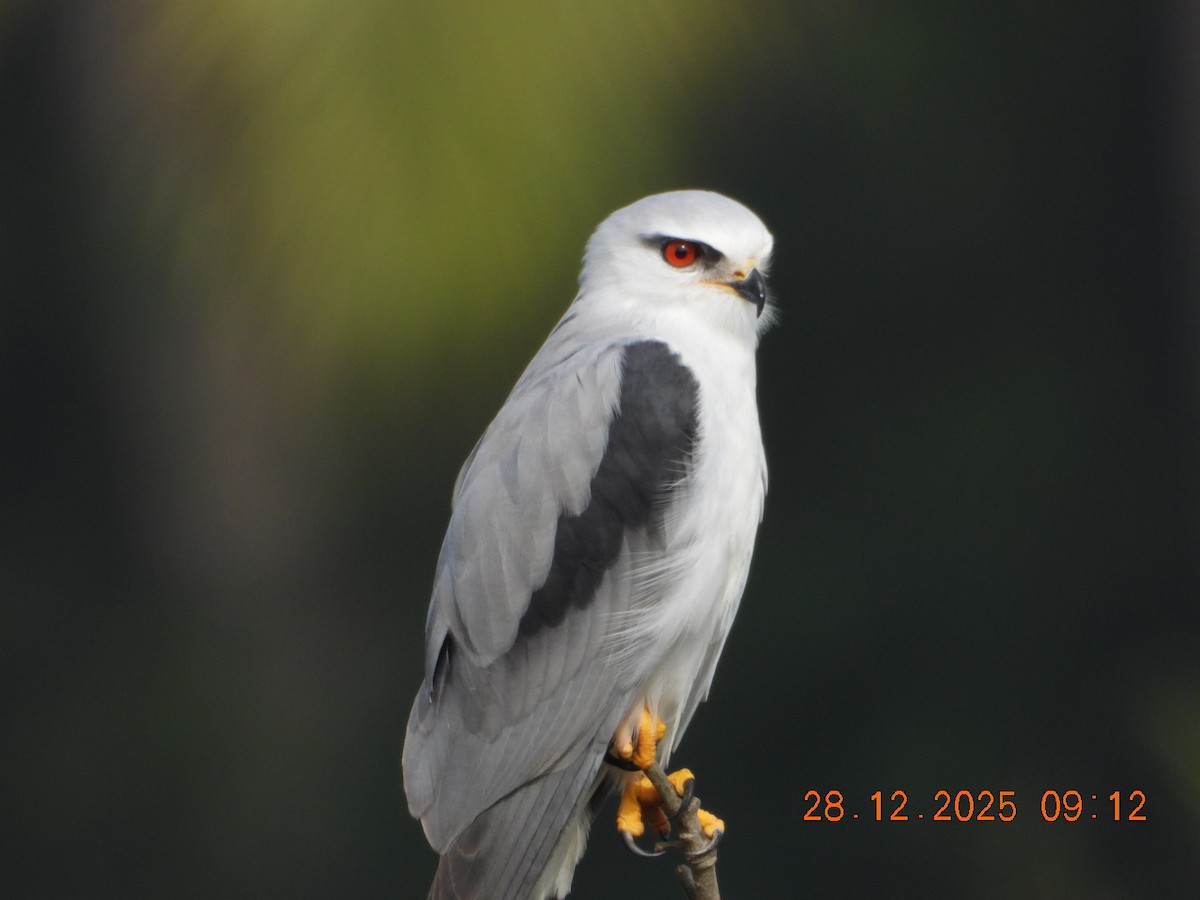 Elanio Común - ML647678139