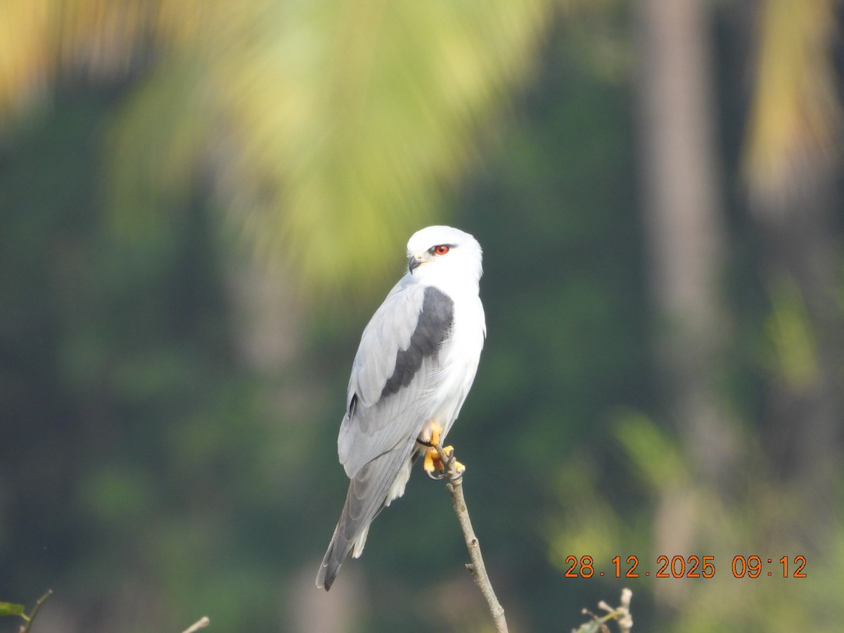 Elanio Común - ML647678140