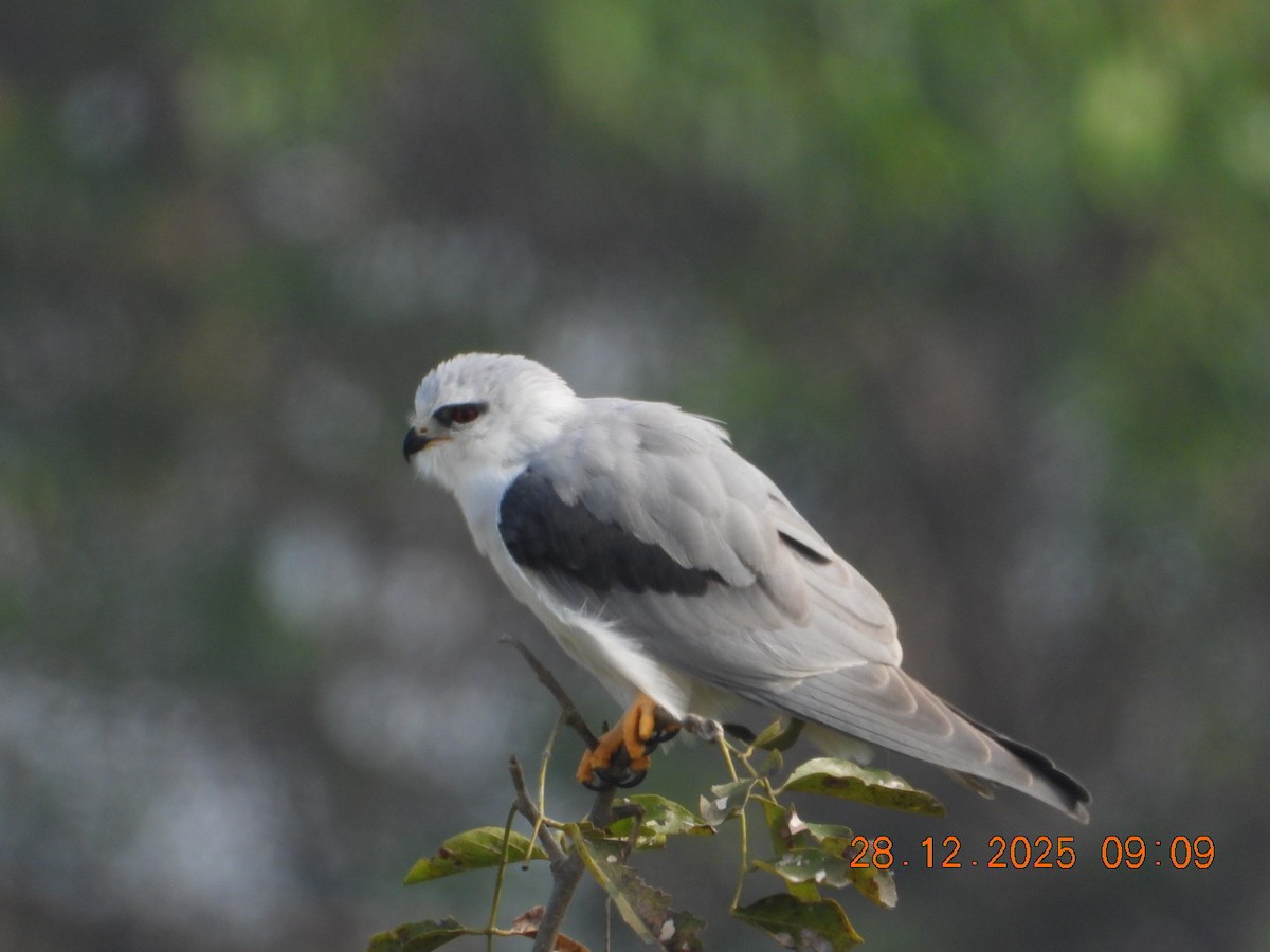 Elanio Común - ML647678141