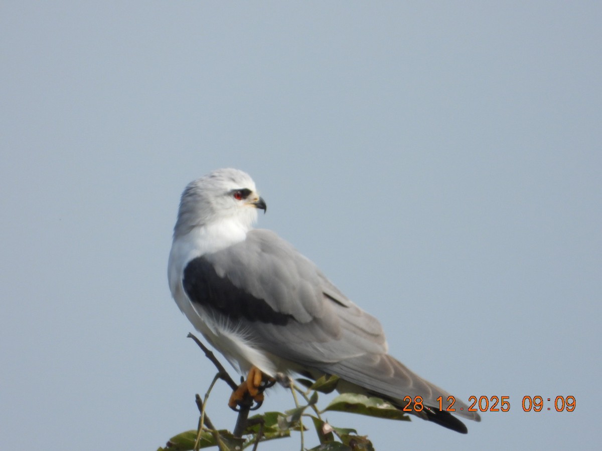 Elanio Común - ML647678142