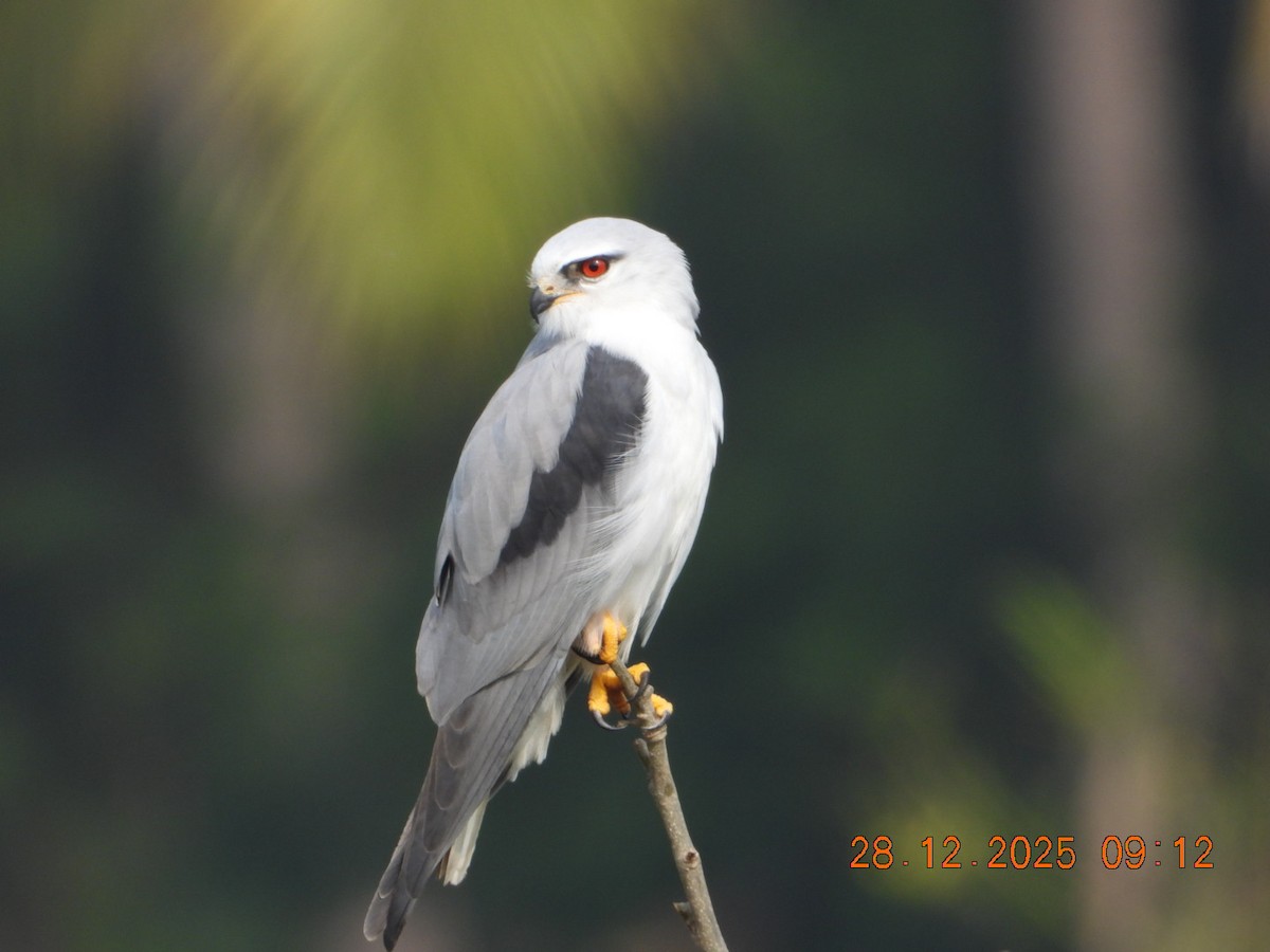 Elanio Común - ML647678143