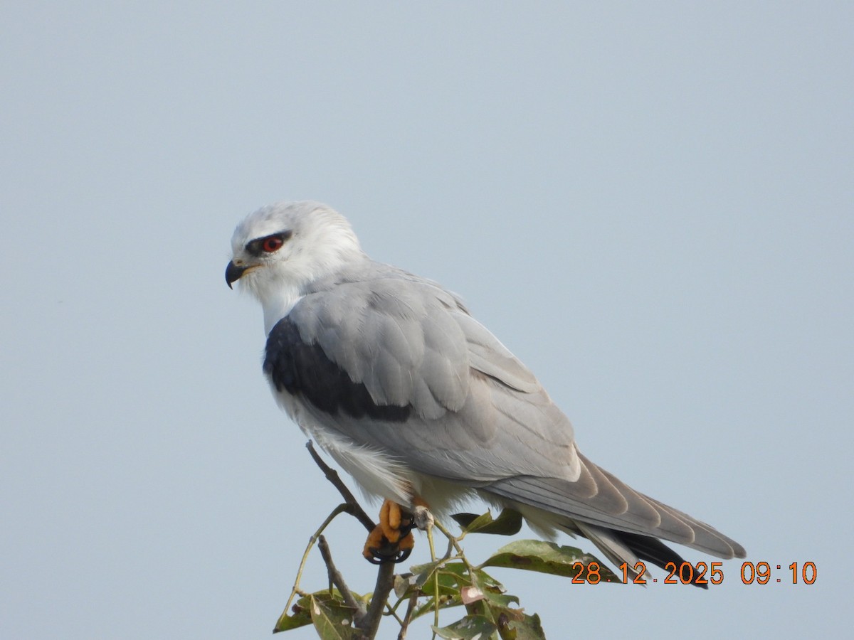 Elanio Común - ML647678144