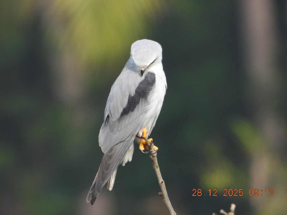 Elanio Común - ML647678145