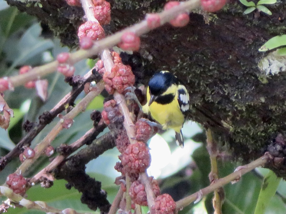 Carbonero Elegante - ML647678146