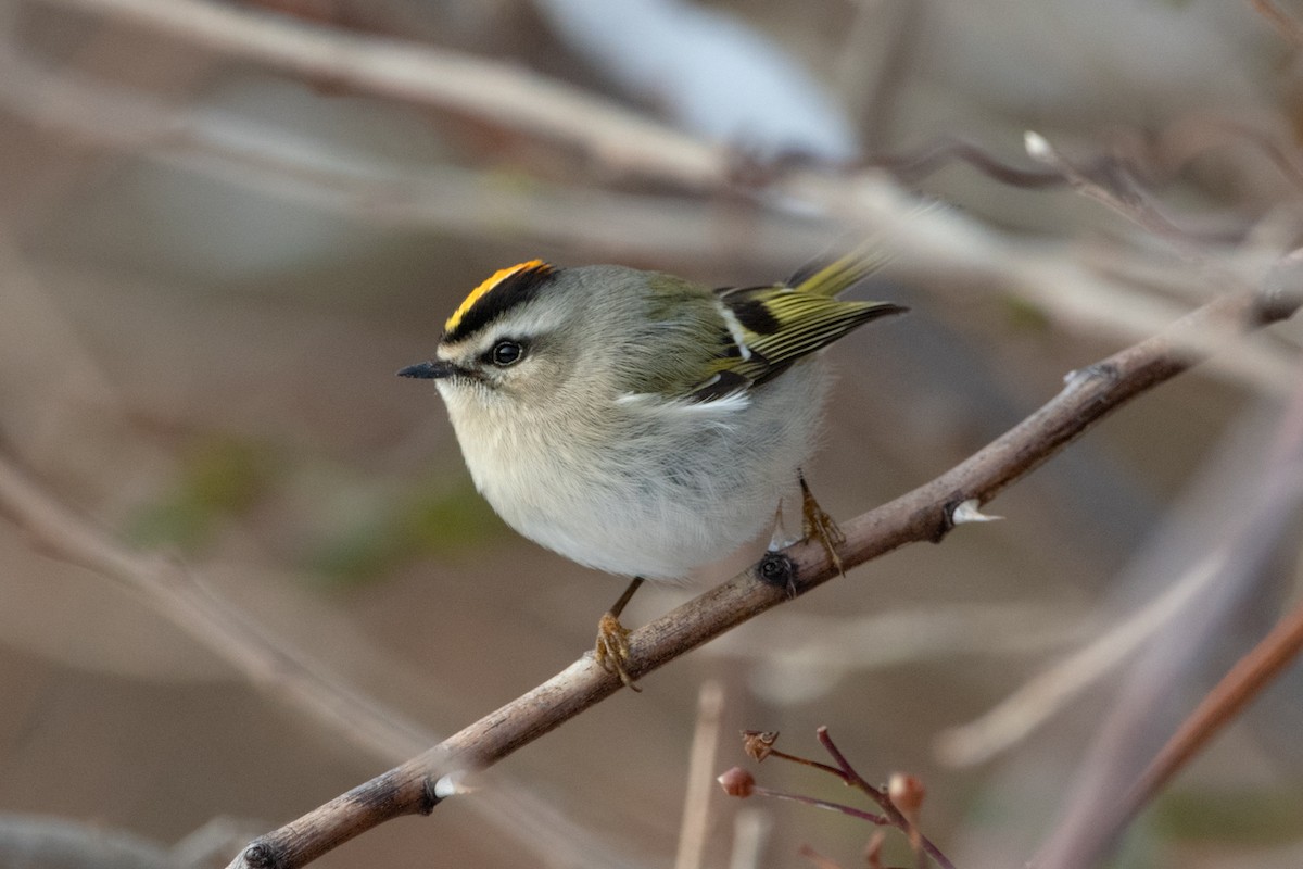 Reyezuelo Sátrapa - ML647678147