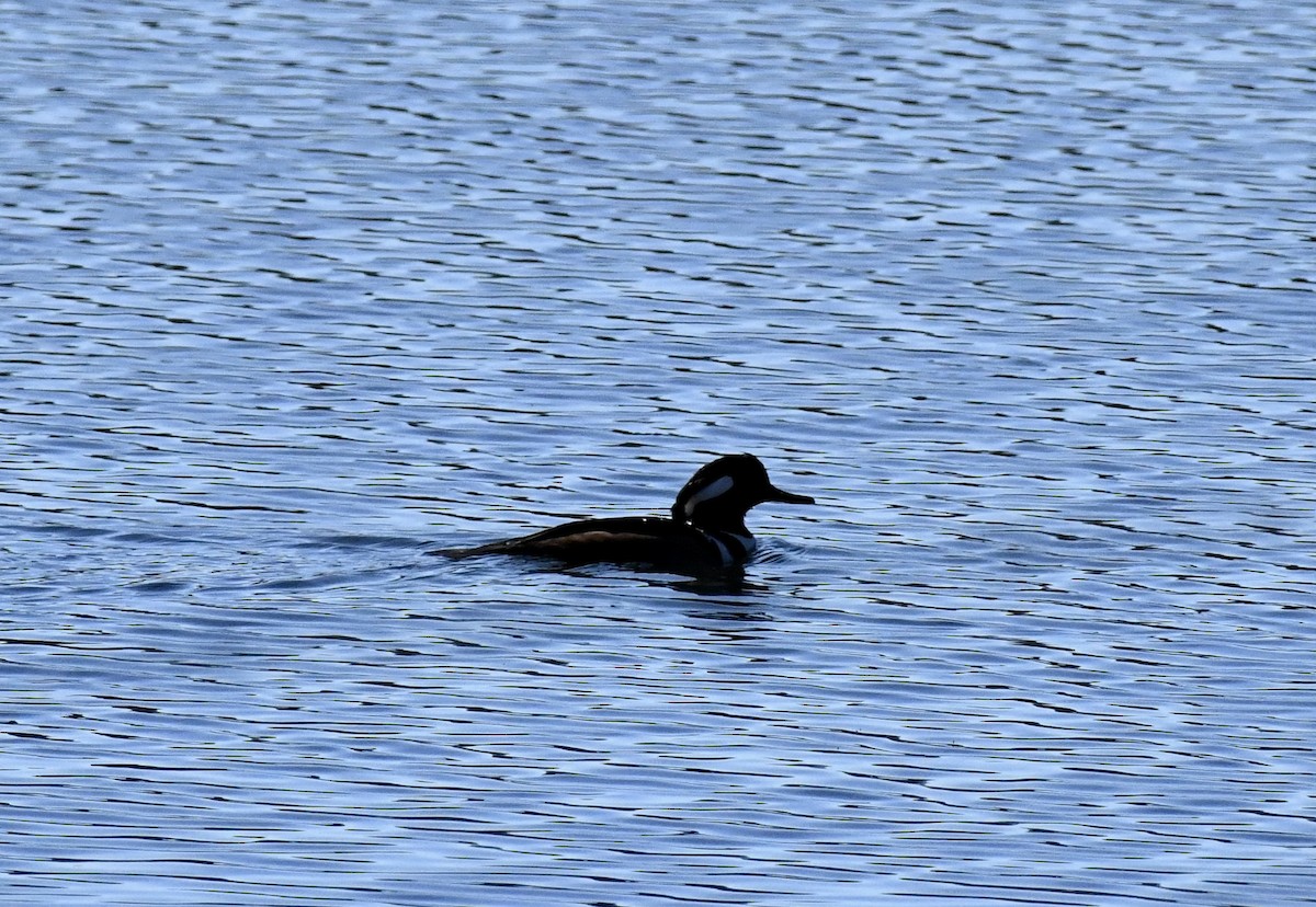 Serreta Capuchona - ML647678148