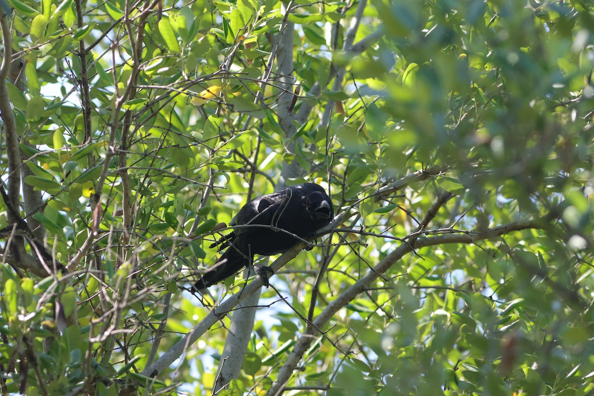 Large-billed Crow - ML647678151