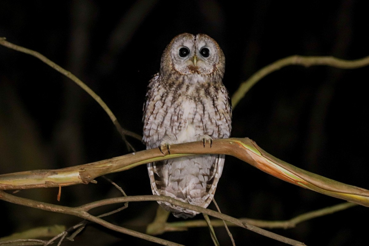 kattugle - ML647678159