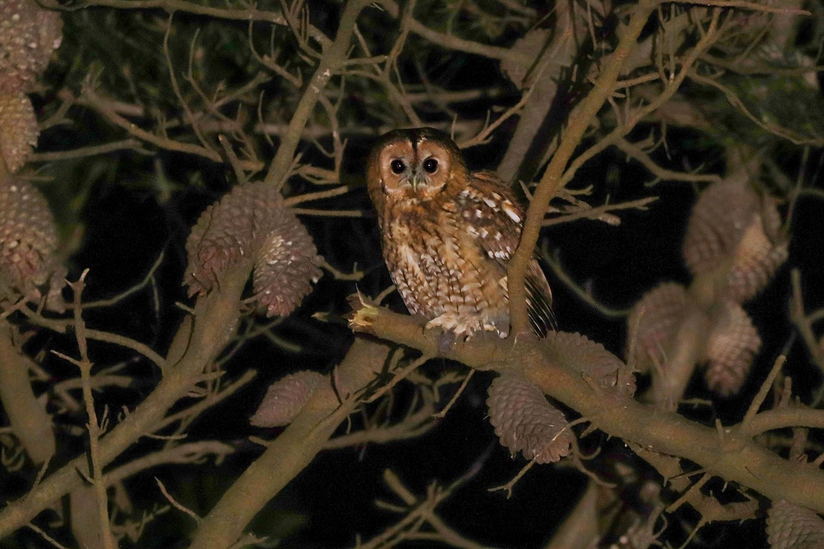 kattugle - ML647678160