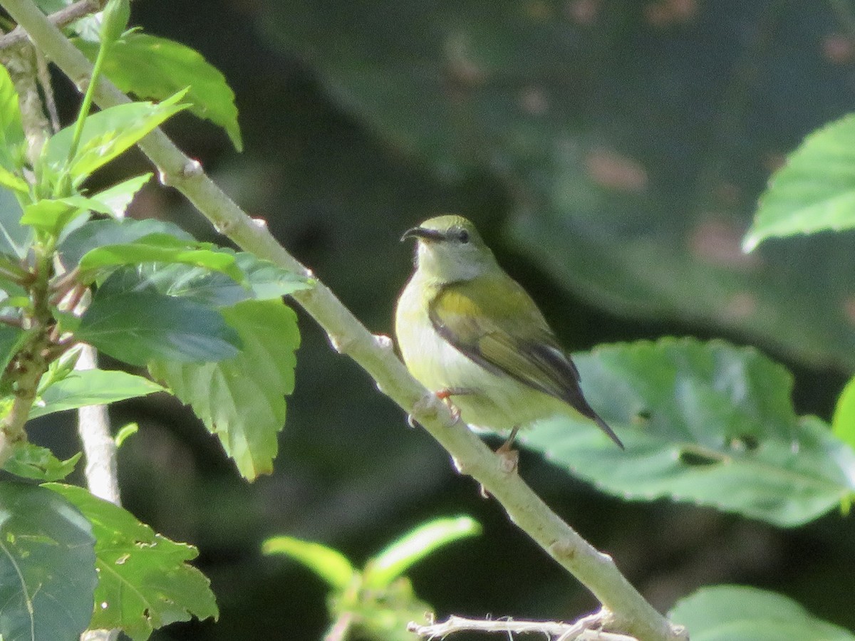 Flaming Sunbird - ML647678169