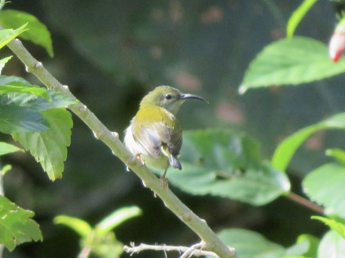 Flaming Sunbird - ML647678170