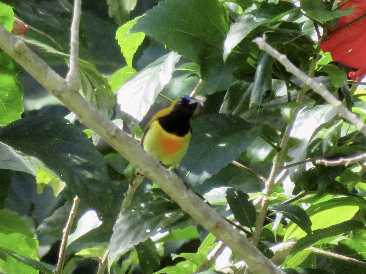 Flaming Sunbird - ML647678171