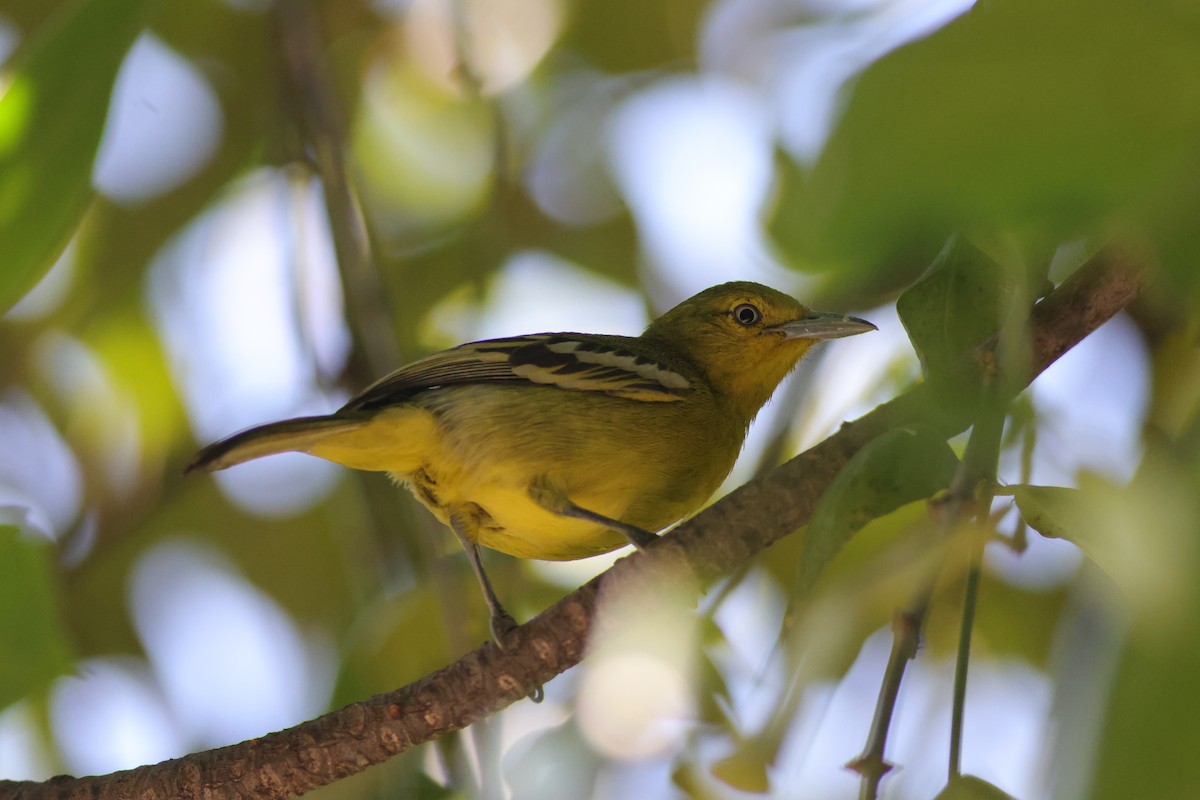 Common Iora - ML647678174
