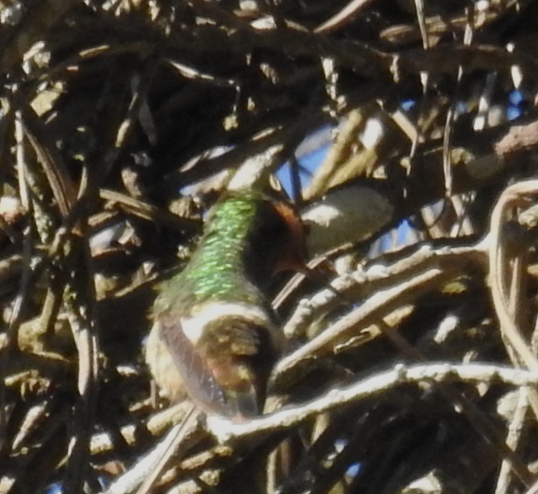 Spangled Coquette - ML647678178