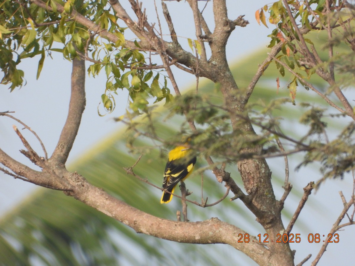 Indian Golden Oriole - ML647678179