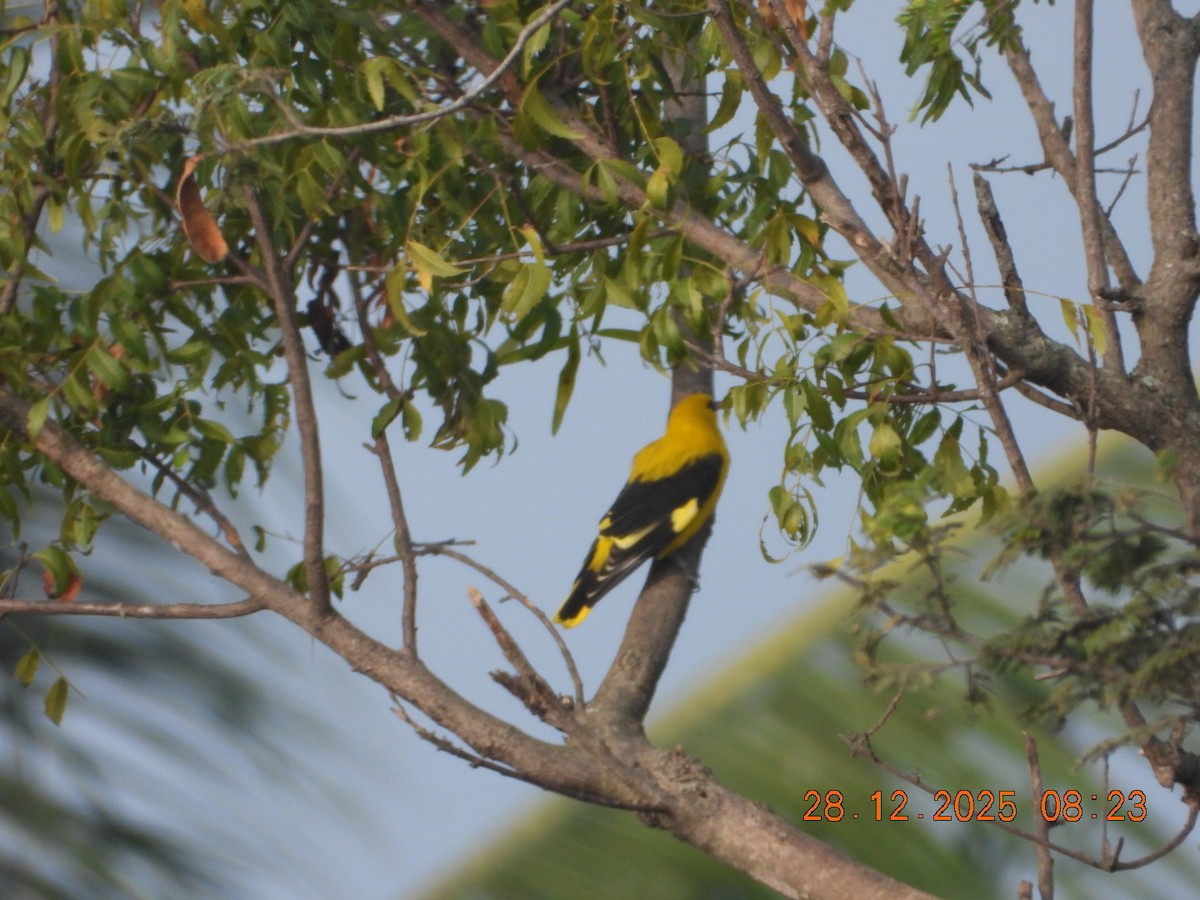 Indian Golden Oriole - ML647678180