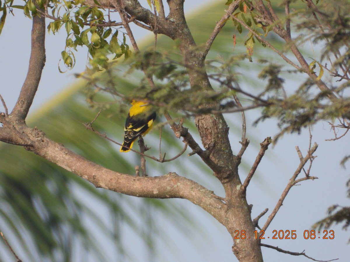 Indian Golden Oriole - ML647678181