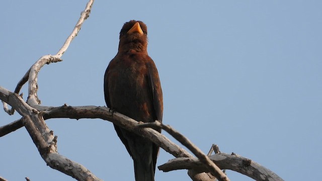 šírozobec skořicový - ML647678185