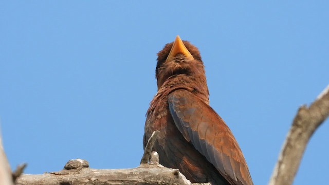 šírozobec skořicový - ML647678186