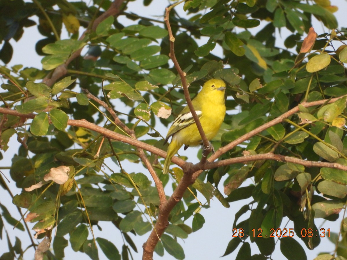 Common Iora - ML647678187