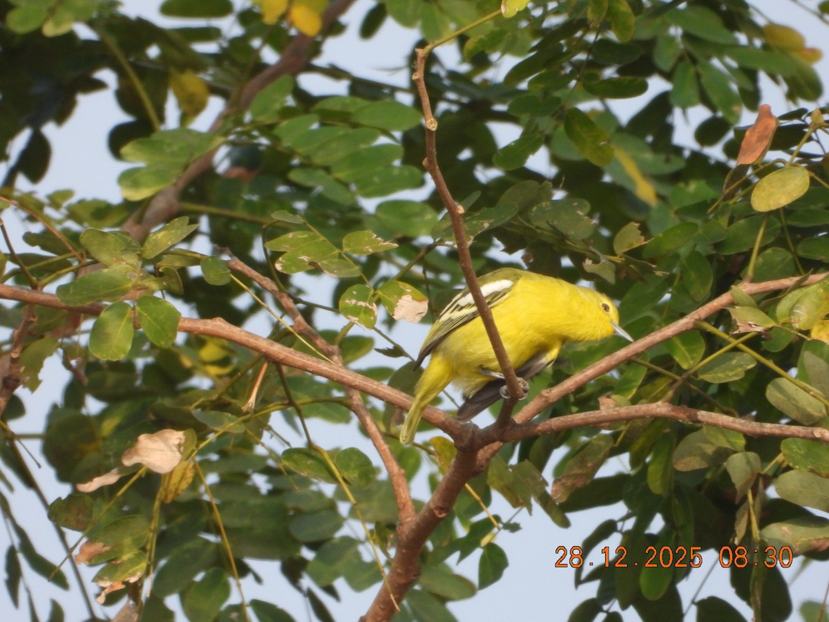 Common Iora - ML647678188